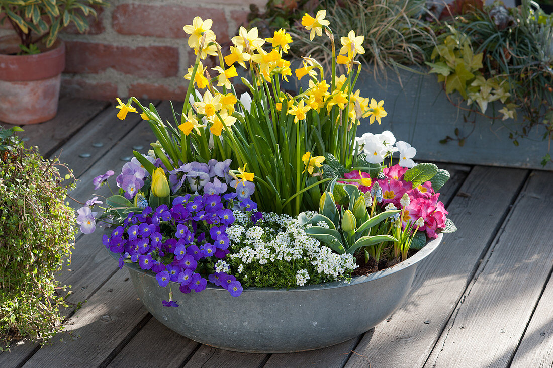 Zinc bowl with daffodils, blue pillows, tulips, violets, primrose and scented oak