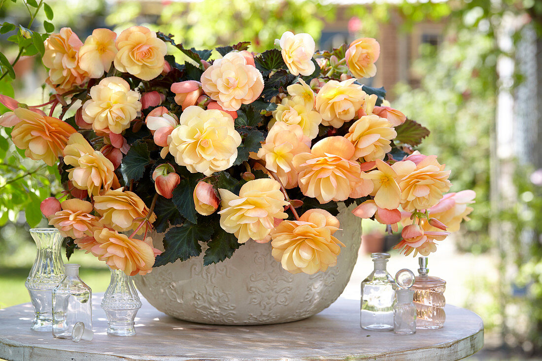 Begonia 'Fragrant Falls ® Peach'