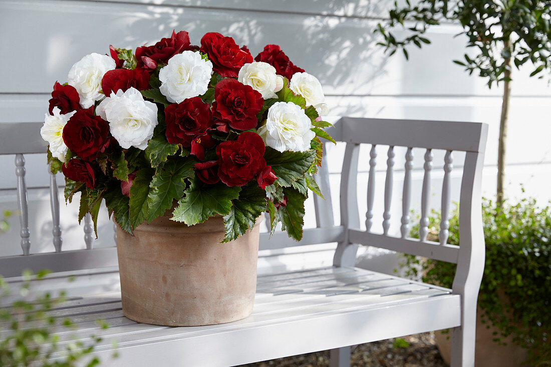 Begonia Double Dark Red and White