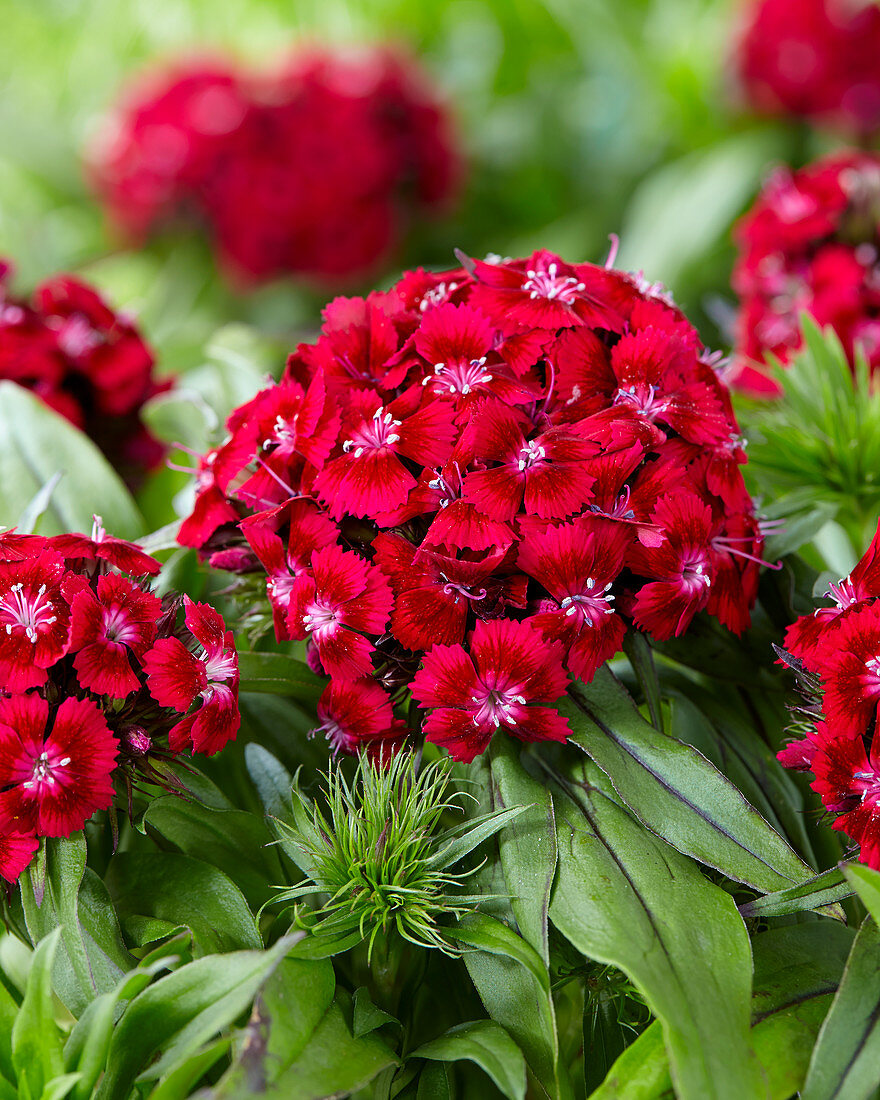 Dianthus barbatus red