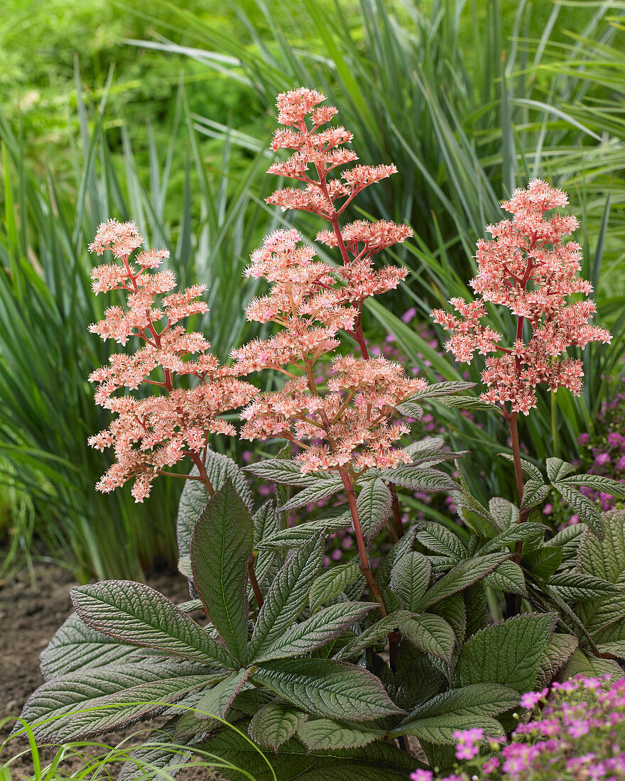 Rodgersia 'Candy Clouds'