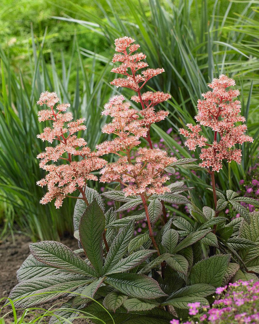 Rodgersia Candy Clouds