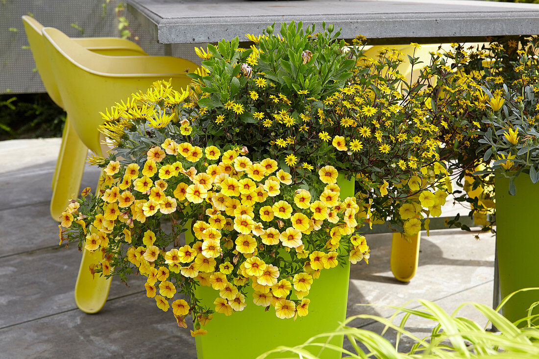 Summer plants on pot