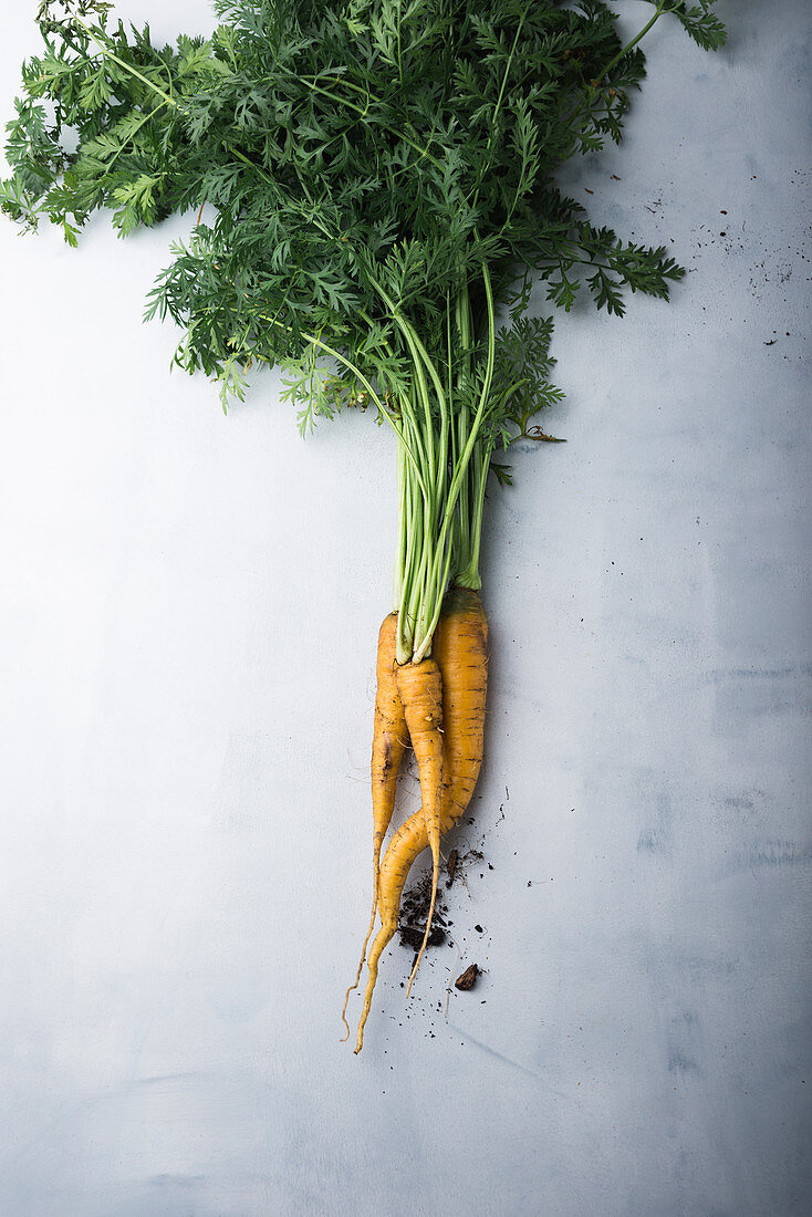 A freshly harvested yellow carrot (daucus carota)