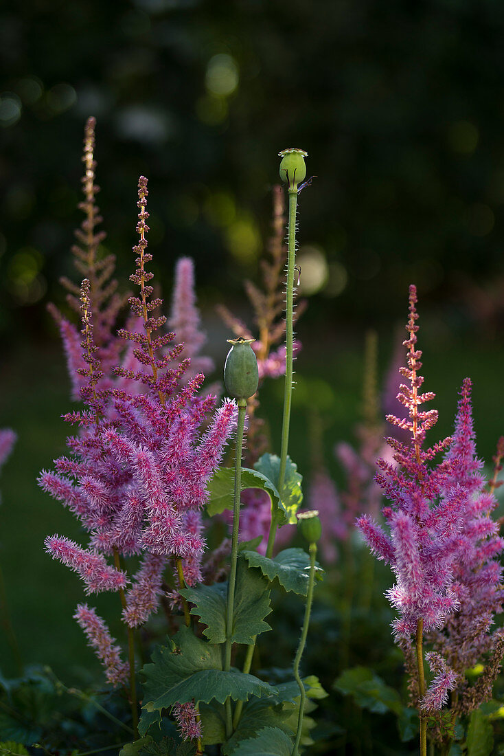 Poppy seed heads and pink astilbes in garden