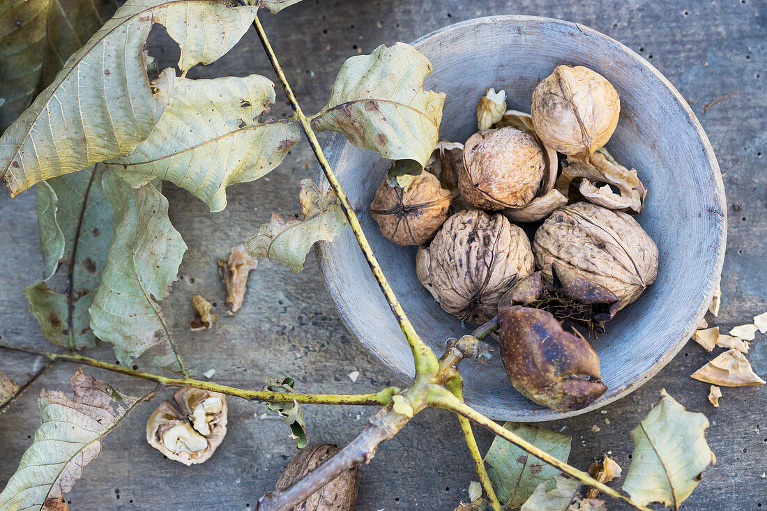Walnuts in a wooden bowl with walnut leaves