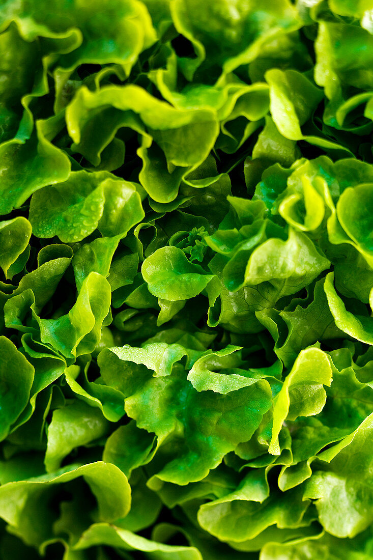 Green lettuce (full frame)