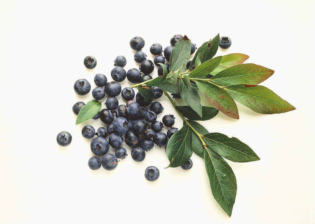 Einige Heidelbeeren mit Blättern