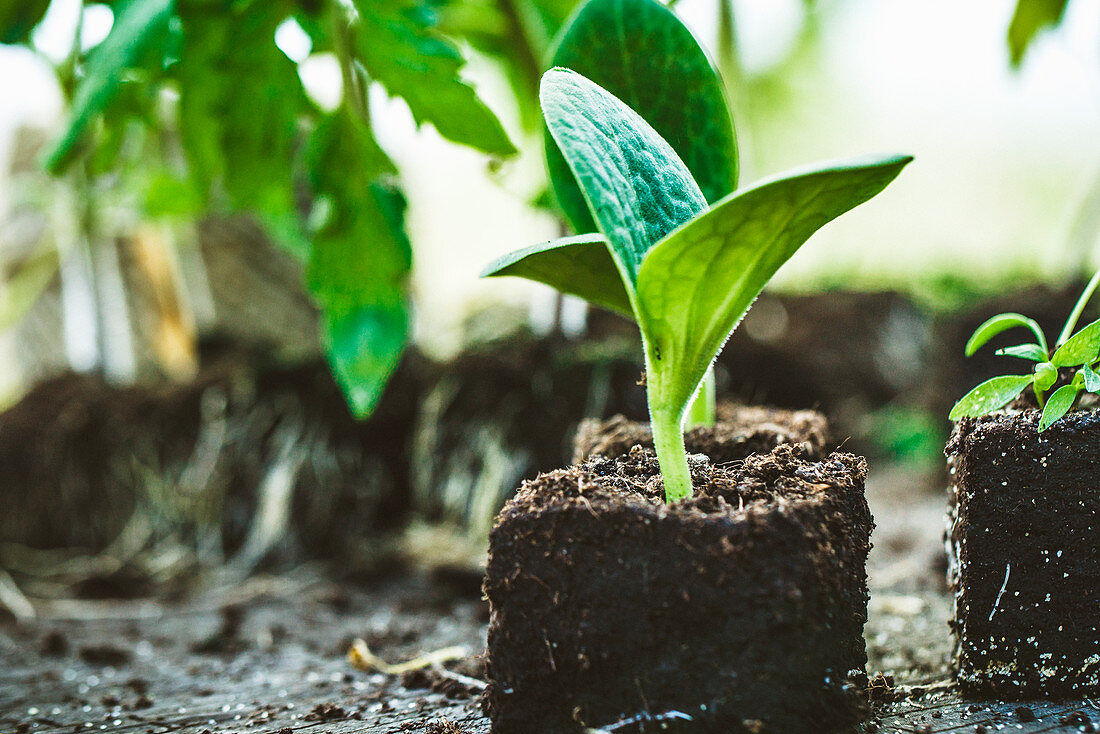 Seedlings in soil