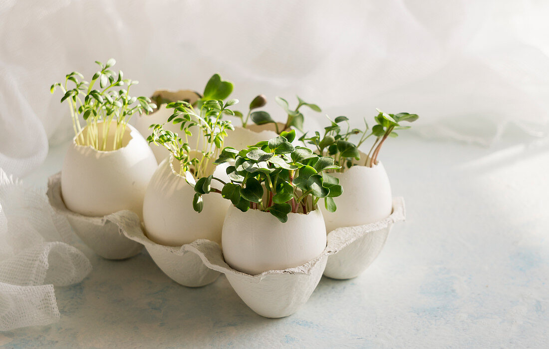Microgreens in the eggshells, spring and easter concept