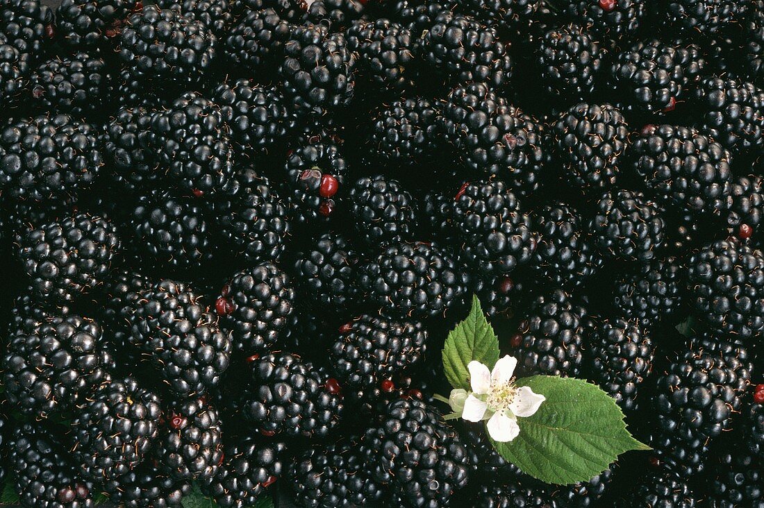 Viele Brombeeren & eine Brombeerblüte (Ausschnitt)