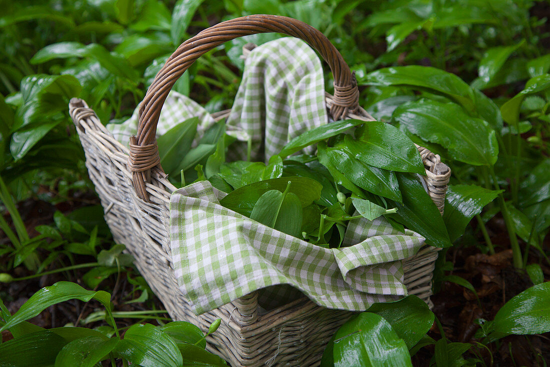 Fresh wild garlic in a basket on a forest floor