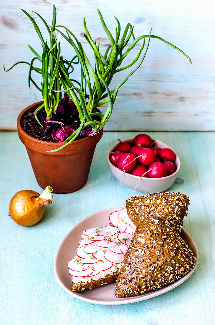 Wholemeal sandwiches with homemade cottage cheese, slices of radish and green onions