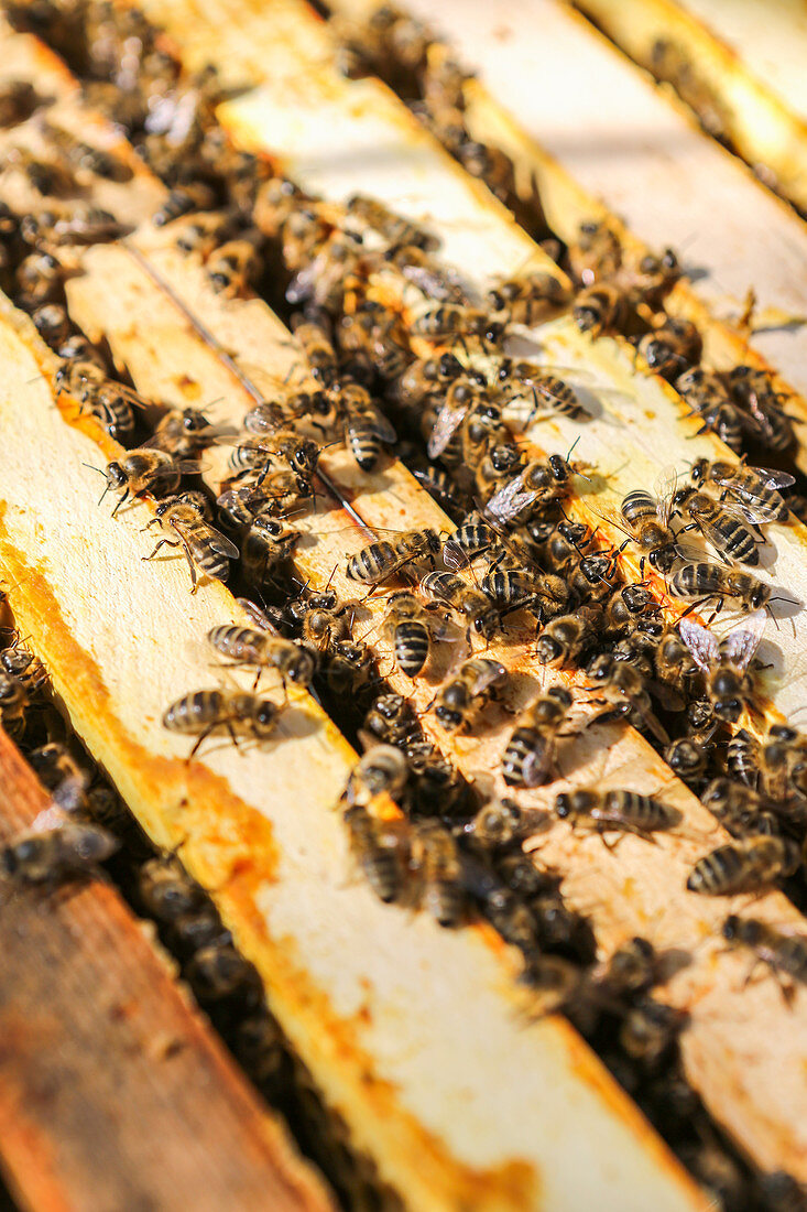 Bienen Vor Einem Bienenstock Bilder Kaufen Stockfood