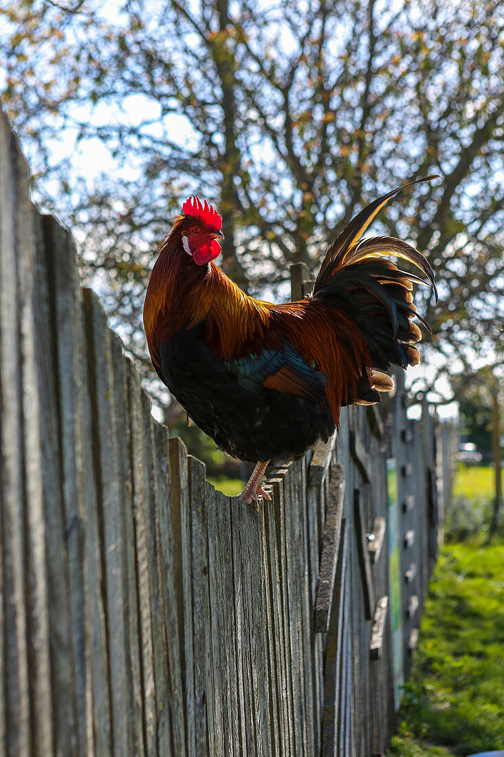 A cockerel on a wooden fence