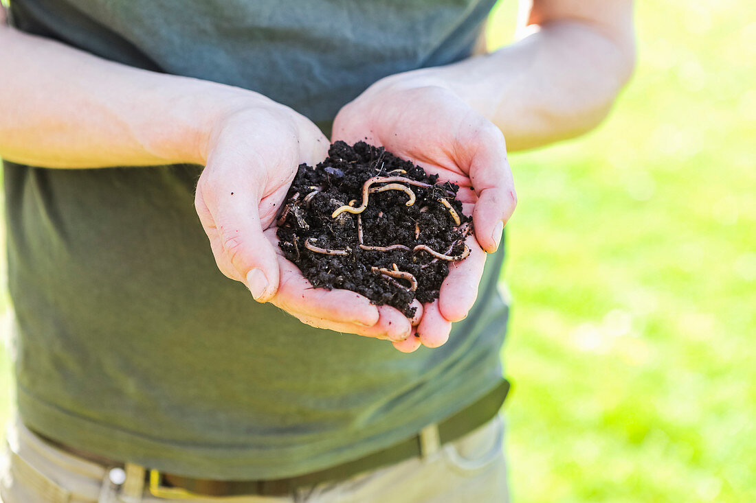 A person holing composting worms
