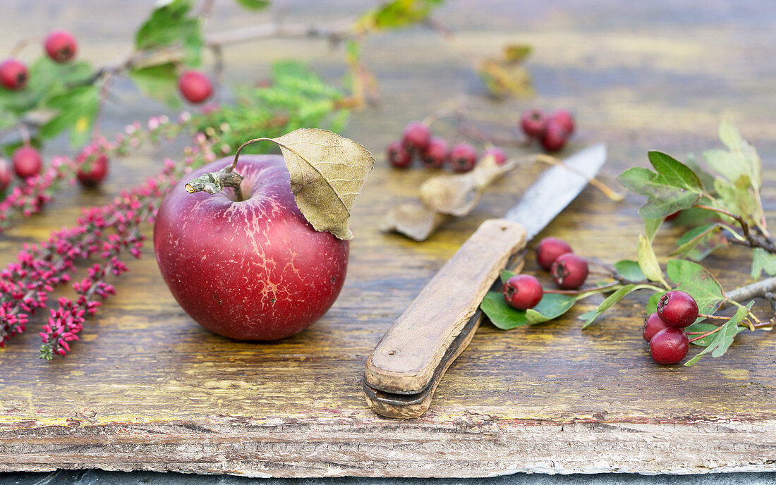 Roter Apfel mit Messer und Weißdorn auf Holztisch