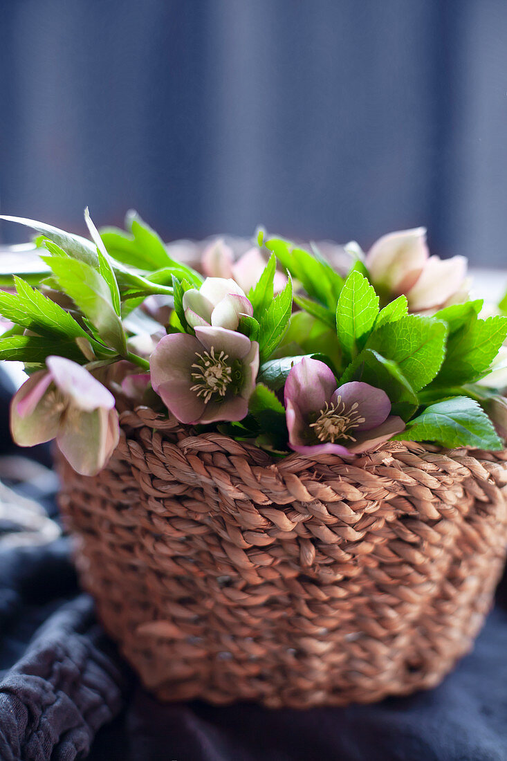 Basket of hellebores