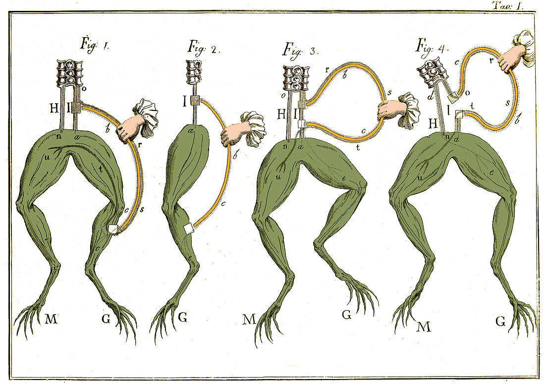 Galvani's Frog Experiments, 1770s