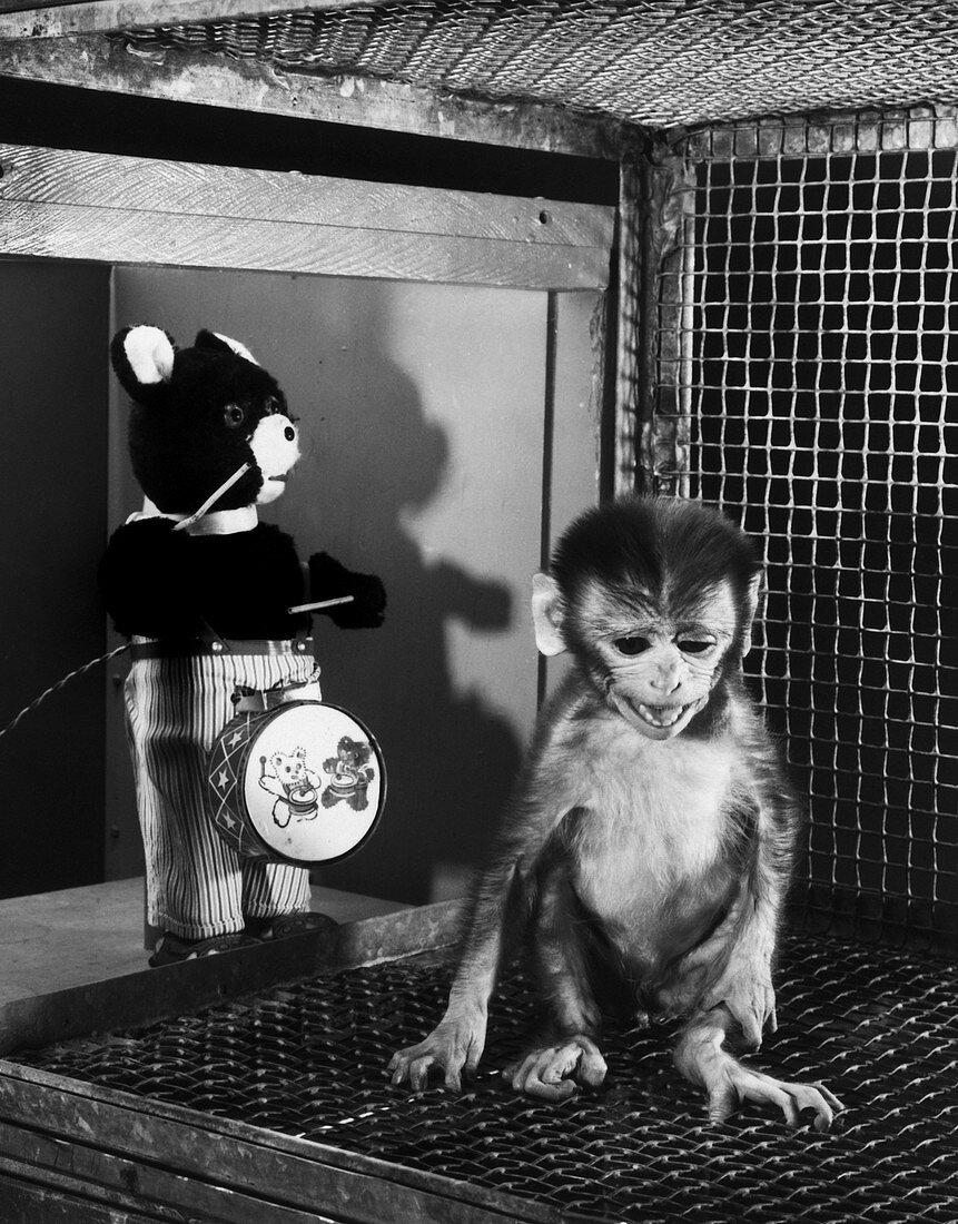 Primate Fear Testing