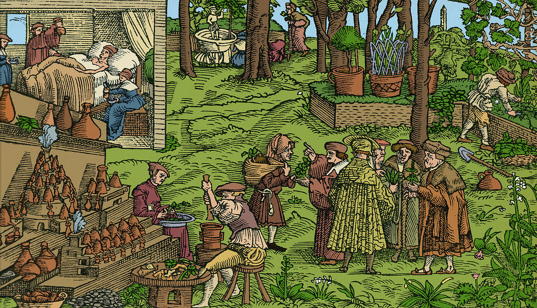 Medical Herb Cultivation, 16th Century