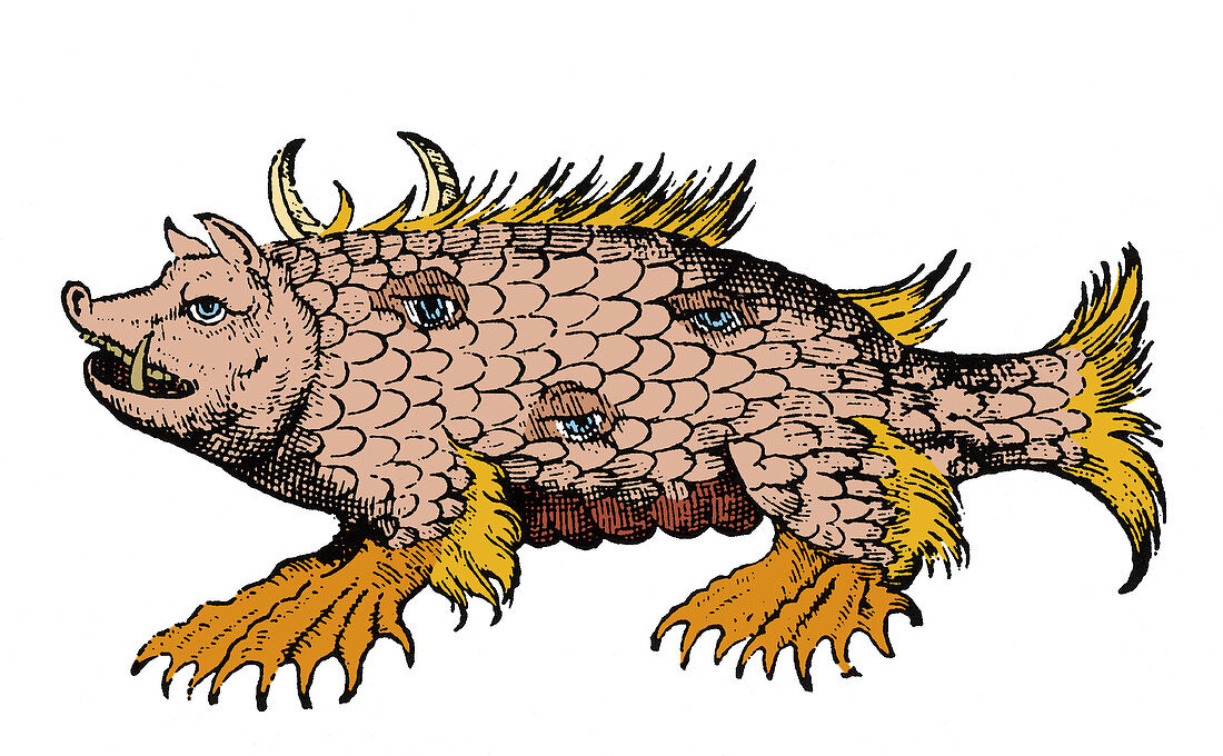 Marine Sow, Sea Monster, 16th Century