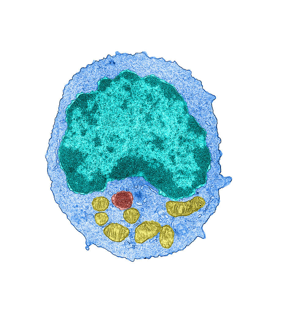 Lymphocyte, TEM