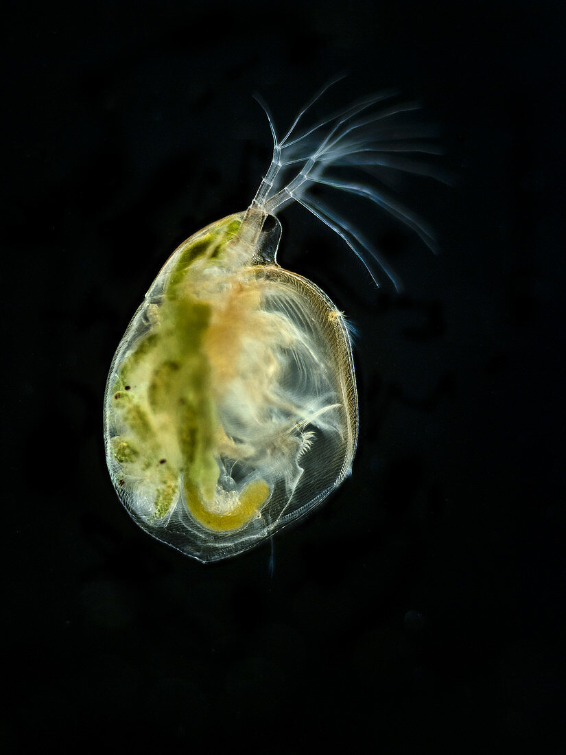 Water flea (Simocephalus sp.), LM