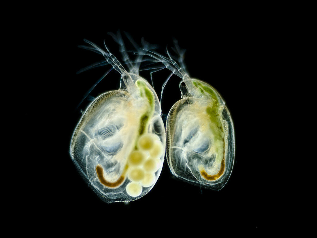 Water fleas (Simocephalus sp.), LM