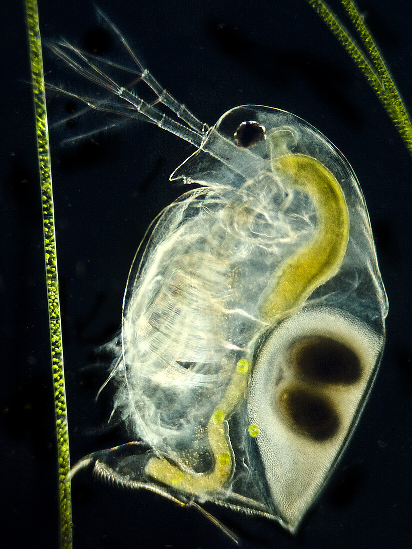 Freshwater flea (Daphnia sp.), LM