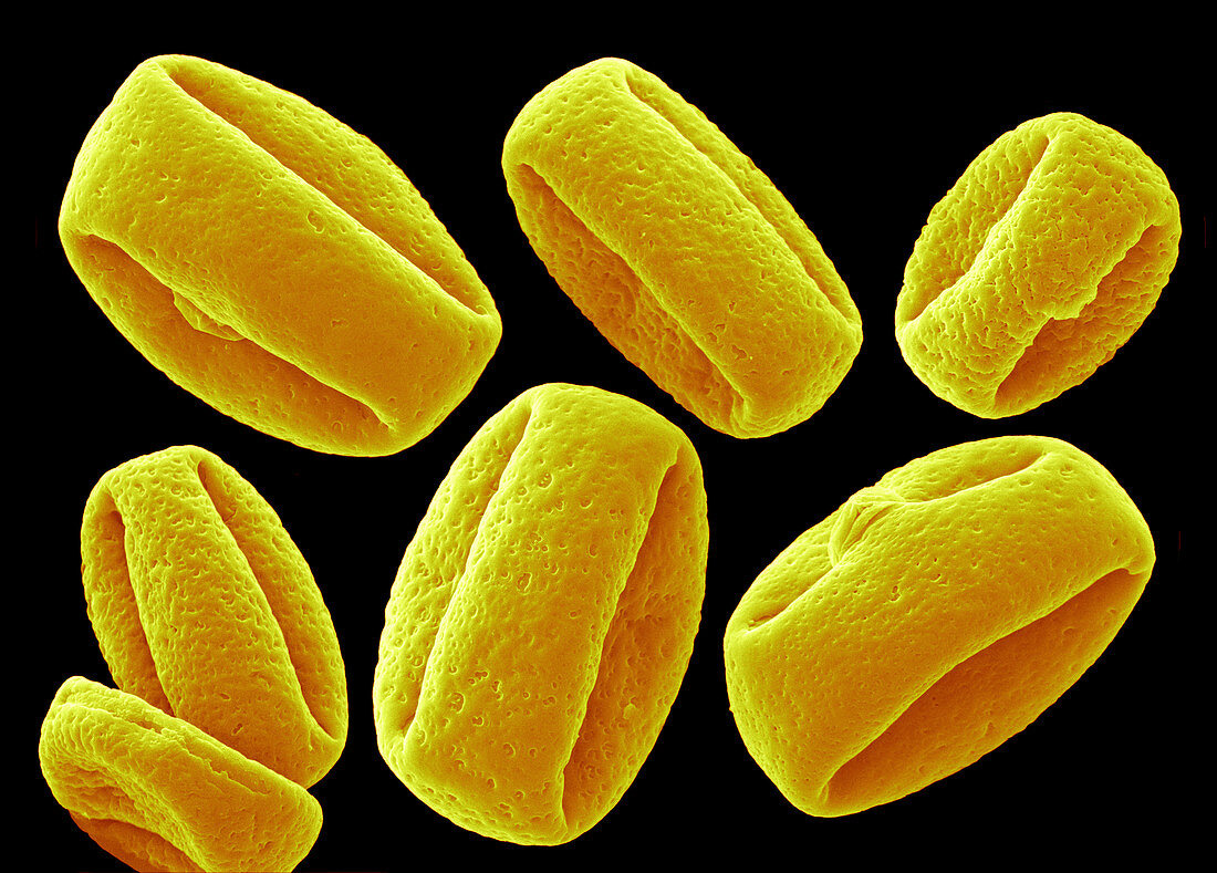 Schefflera actinophylla pollen, SEM