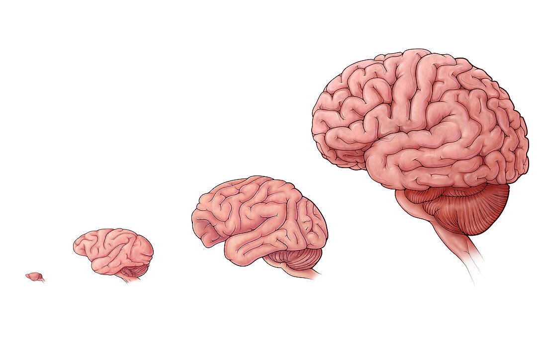 Brain Size Comparison