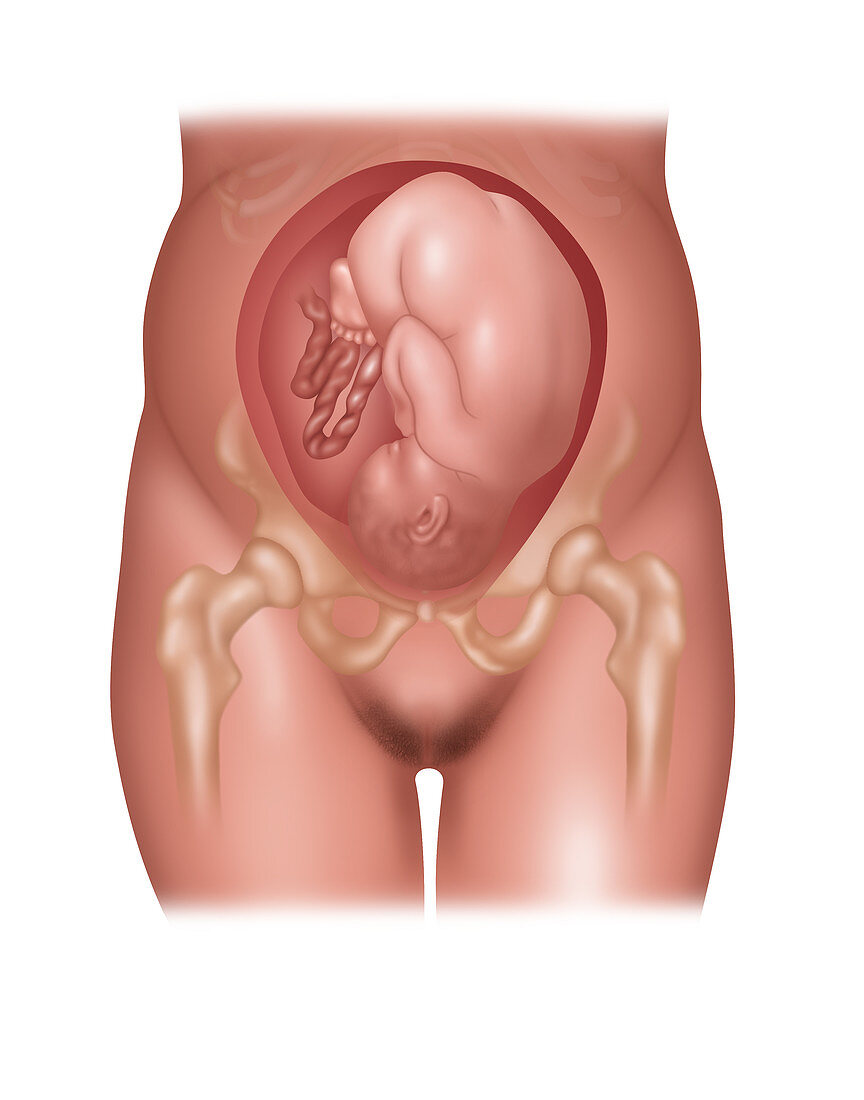 Foetus in Normal Position, Illustration