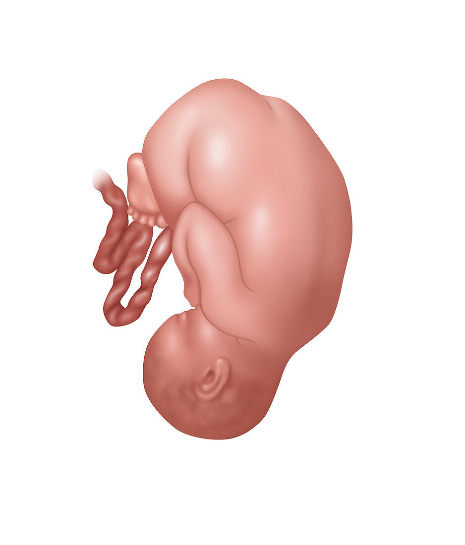 Foetus in Normal Position, Illustration