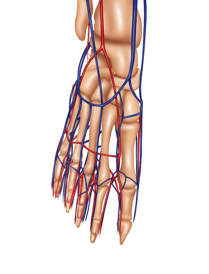 Foot Anatomy, Illustration