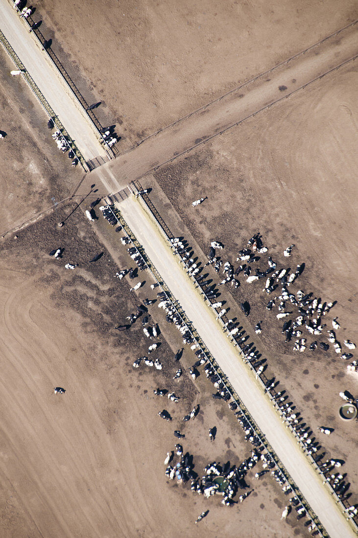 Aerial View of Dairy Farm, USA