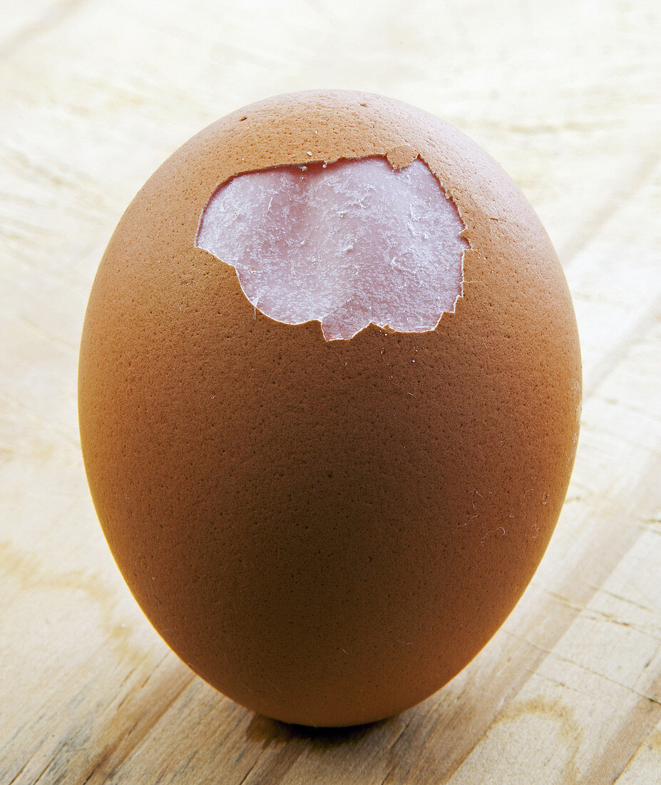 Egg showing membrane
