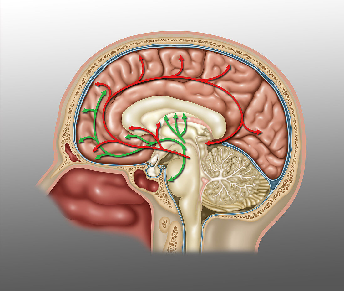 Brain Pathways of Dopamine and Serotonin