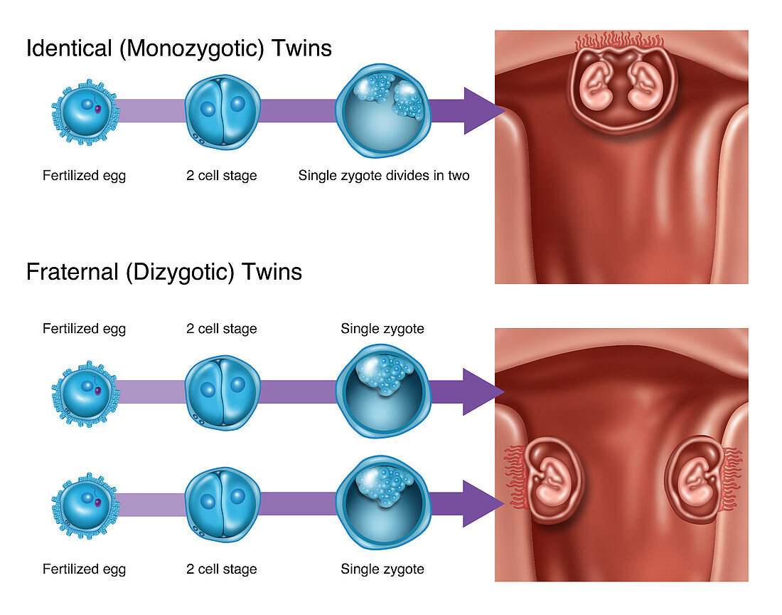 Development of Twins, Illustration