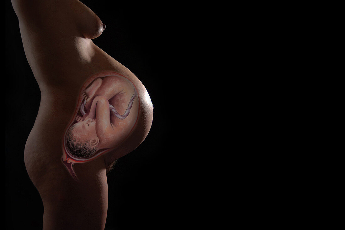 Nine Month Foetus in Womb