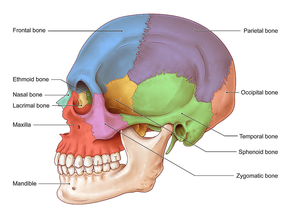 Lateral Skull, Illustration