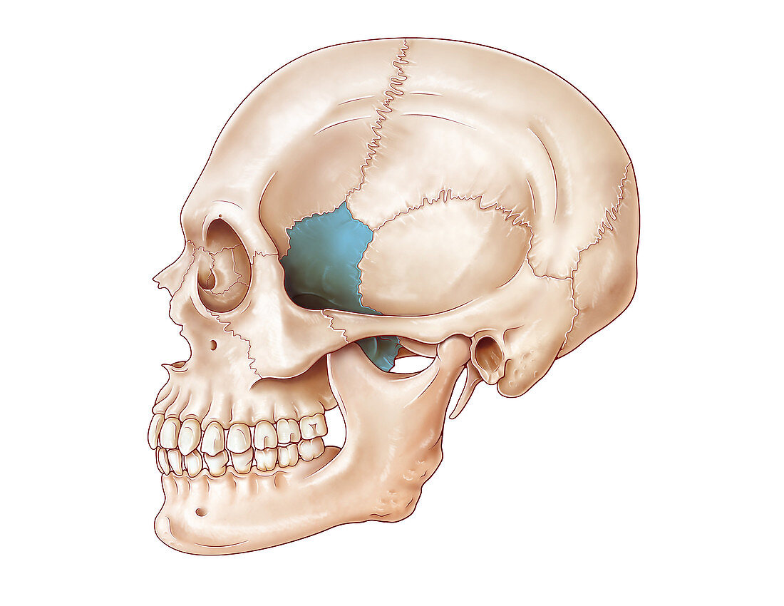 Human Skull, Sphenoid Bone
