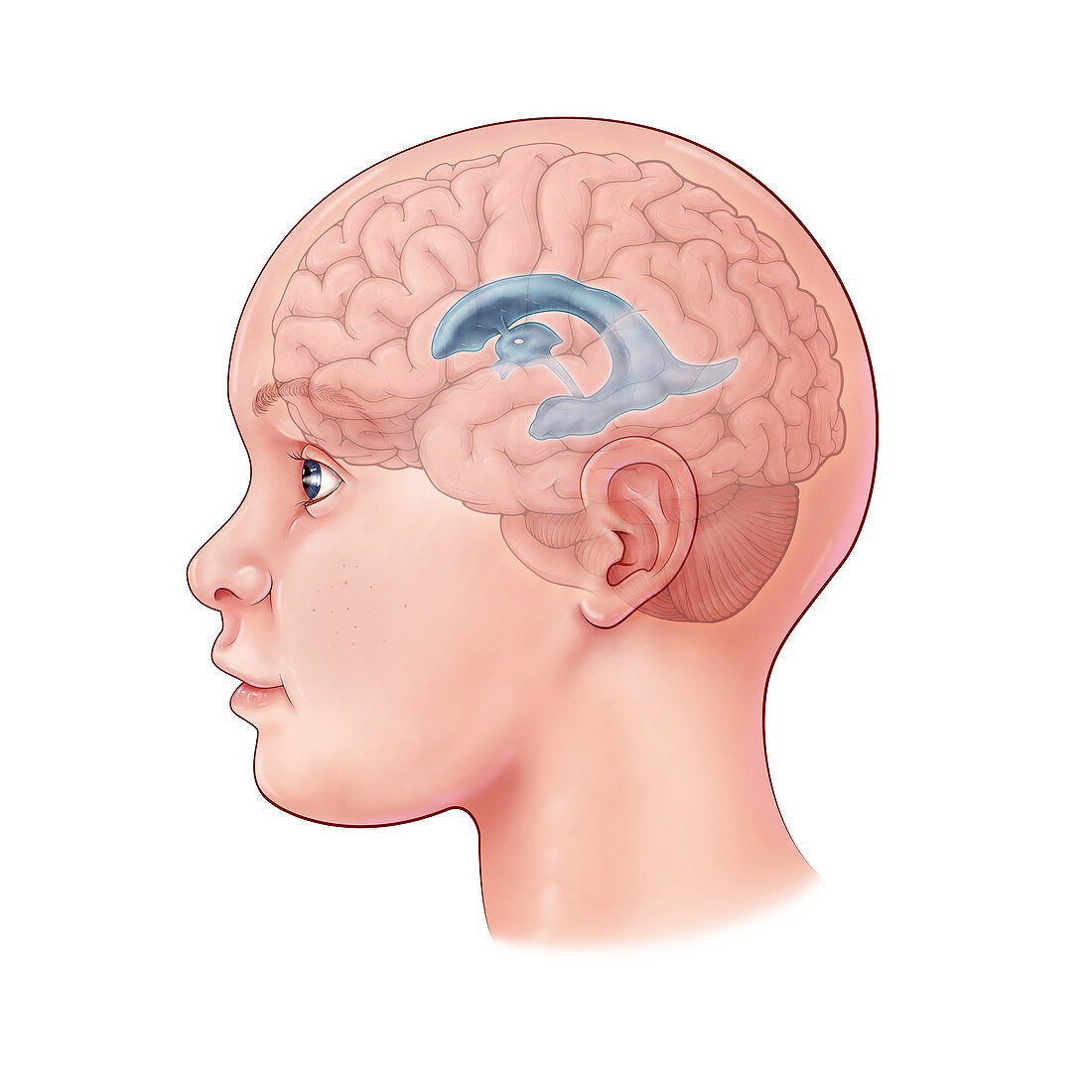 Child's Brain, Illustration