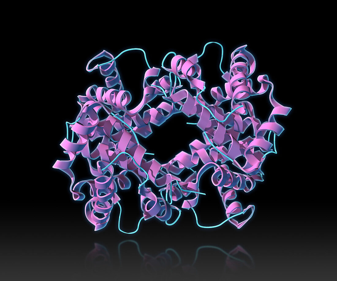 Haemoglobin, Molecular Model