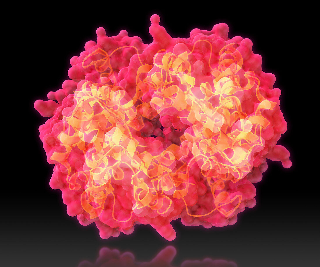 Haemoglobin, Molecular Model