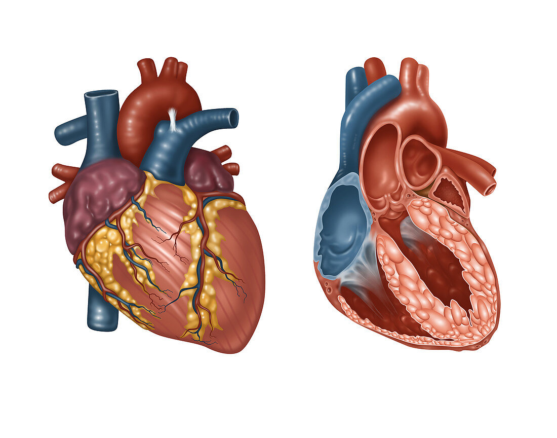 Normal Heart Exterior and Interior, Illustration