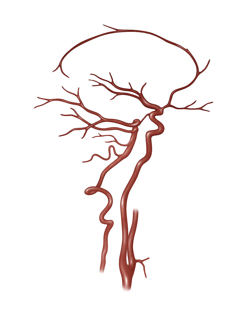 Arteries Found in the Head, Illustration