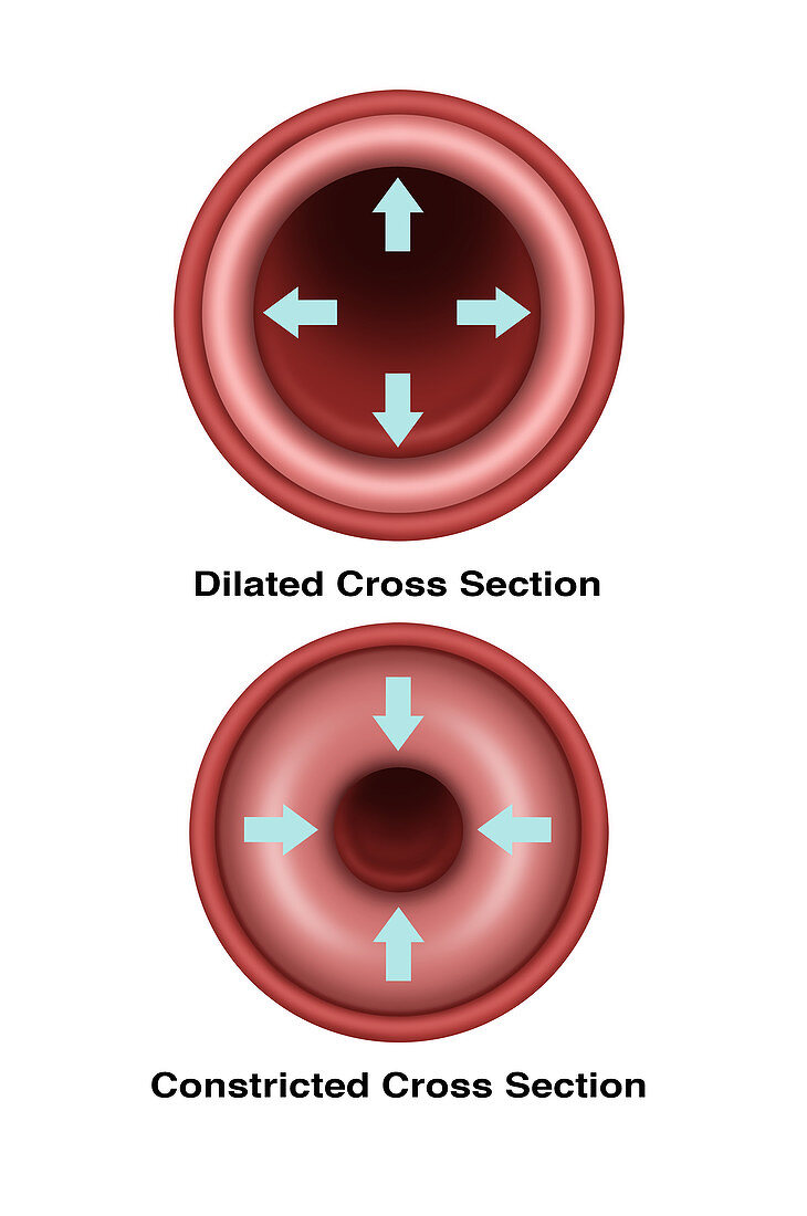 Blood Vessel Constriction and Dilation