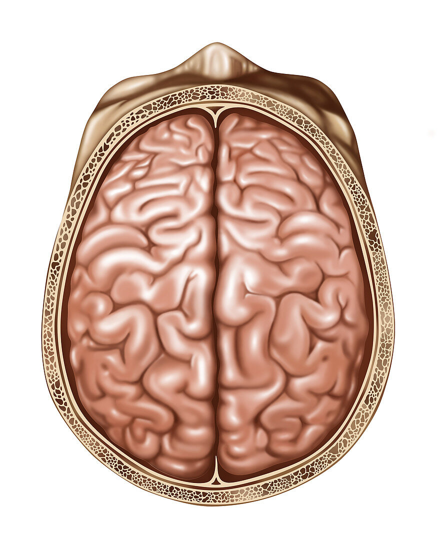 Top View of Normal Brain, Illustration