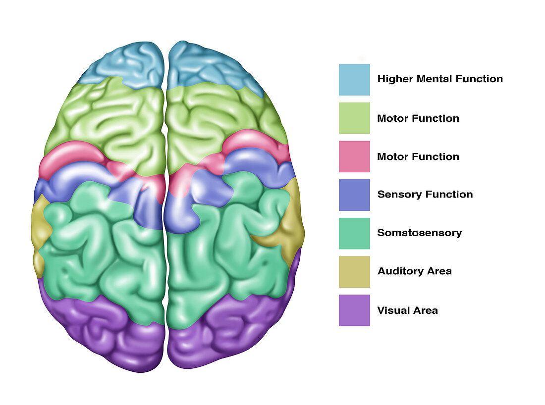 Brain Function, Illustration